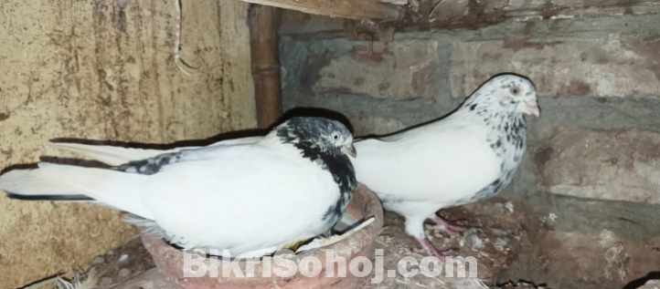 Giribaj pigeon / giribaj kobutor (গিরিবাজ কবুতর)